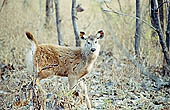Panna National Park, Chattarpur, Madhya Pradesh